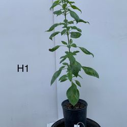 H1- Holly Basil Plant 
