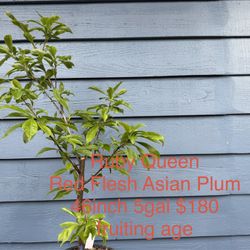 Ruby Queen Red Flesh plum tree