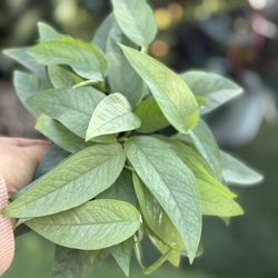 Plants (4”pot 🌿Cebu blue pothos $10)
