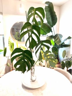 Monstera Sierrana Hawaiian Form top cut