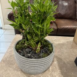 Lucky Bamboo