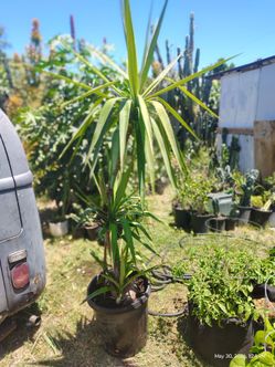 Yucca tree plant