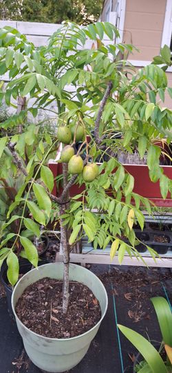 Fruit trees sale