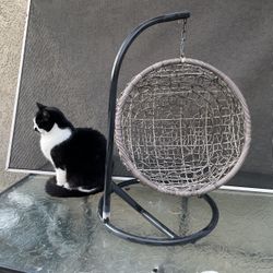  Cat Swing Bed  