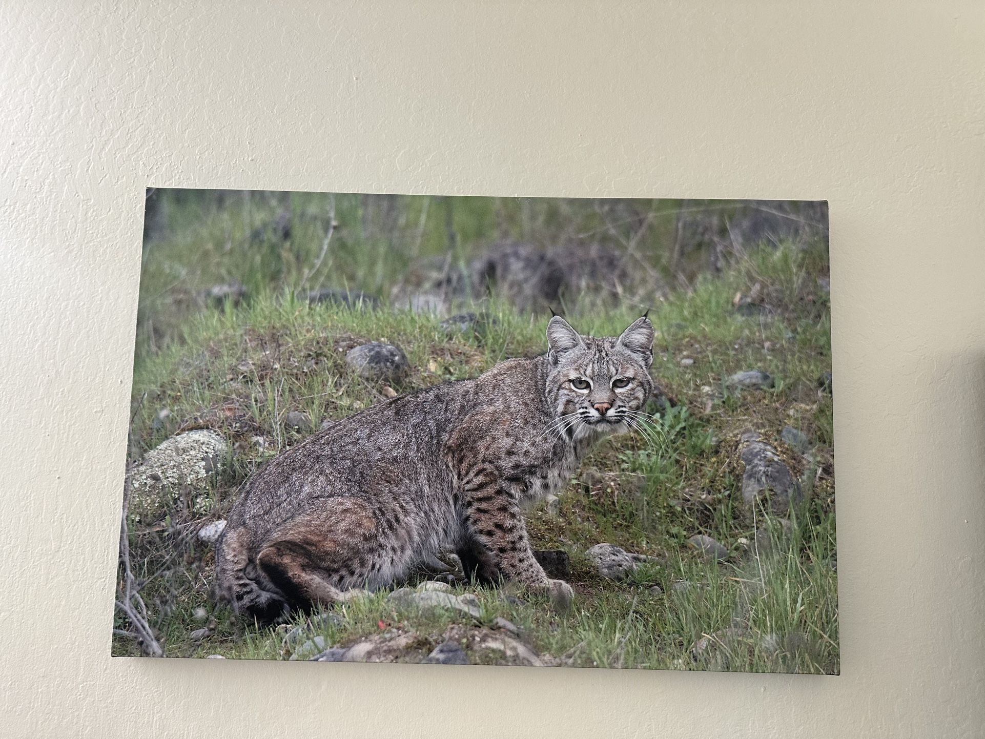 Wall Decor (cat)
