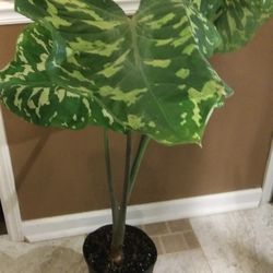 Perennial Sale Plants ( Pls Read  Description  Below)