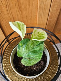 Manjula Pothos (Cream pot-B)