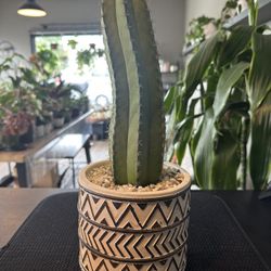 Cactus in 6” Pot 