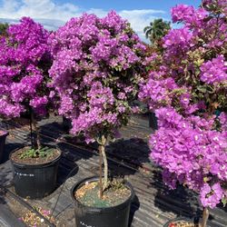Bougainvillea 