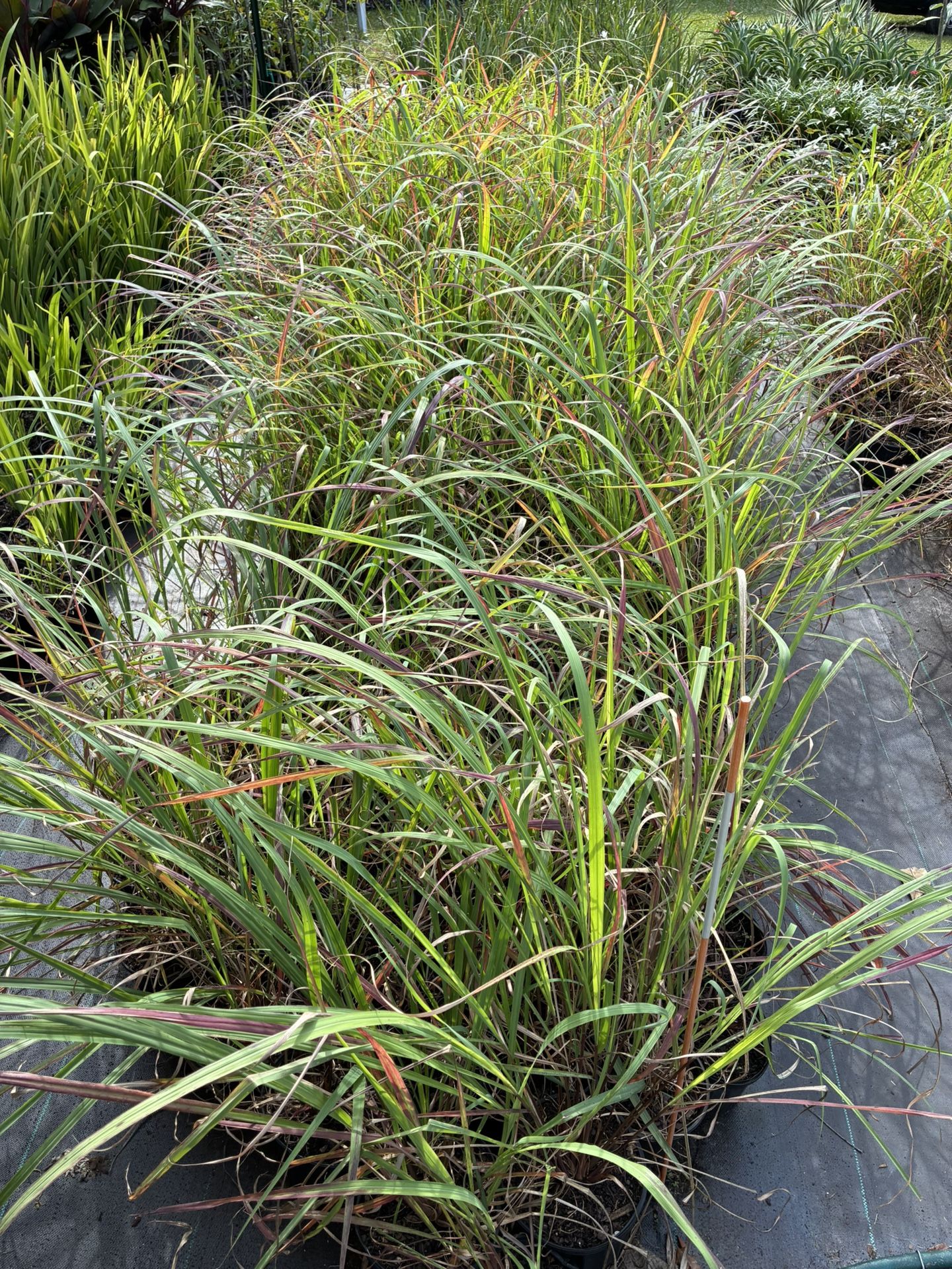 Lemongrass For Sale