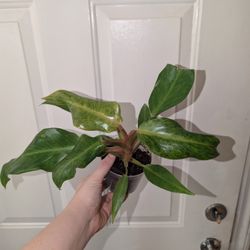 Philodendron Orange Marmalade 