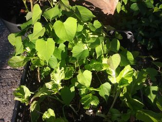 Organic Edible Plants