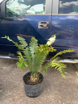 Dioon or gum palm