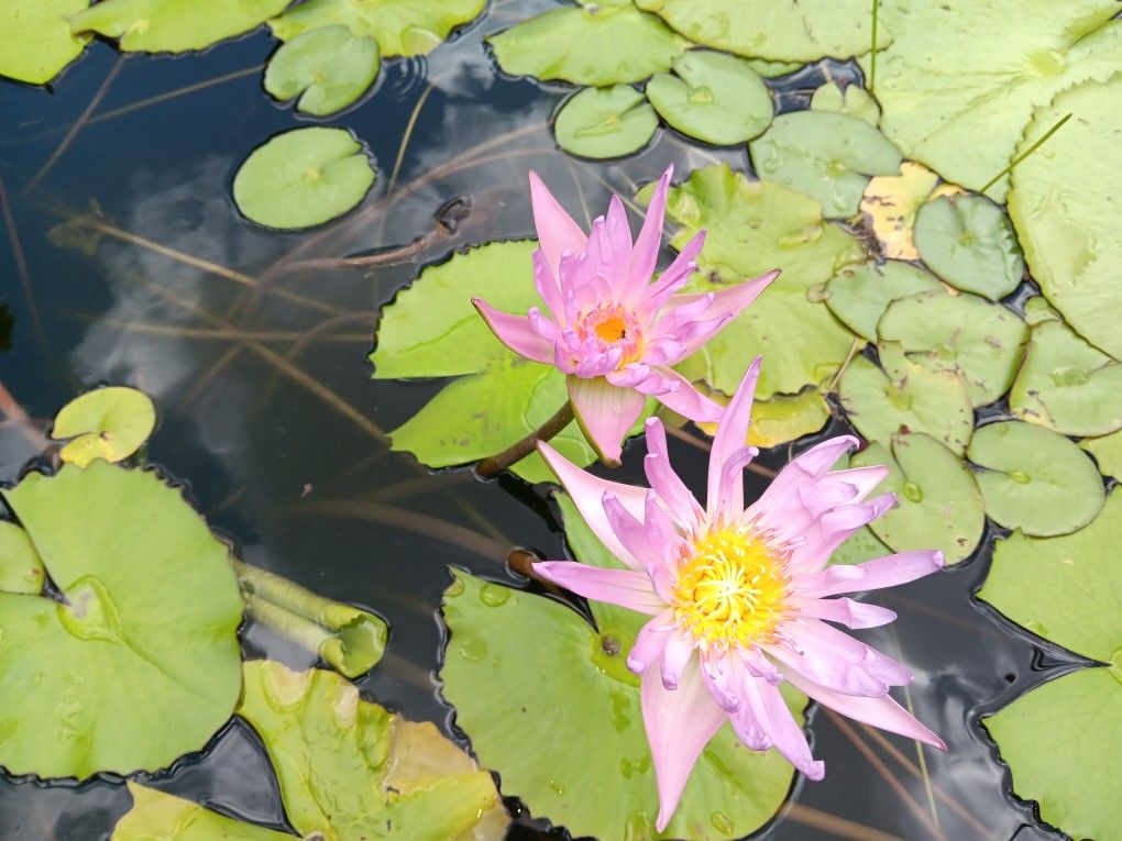 Pink Water Lily Plant For Pond Aquarium Or Fish Tank