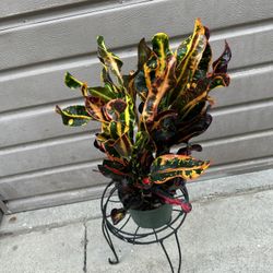 6” croton mammy 
