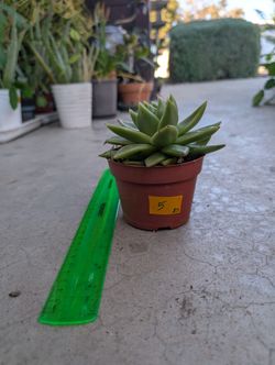 Echeveria Succulent 5