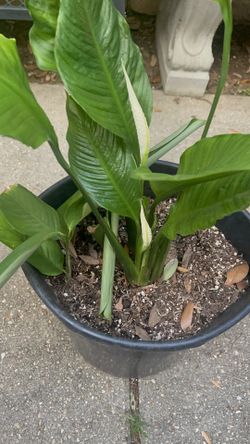 🌳🌳PEACE LILY PLANT 🌳🌳