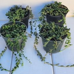 Trailing String Of Tears Succulent Plant