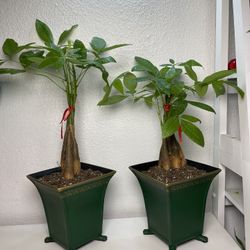 Money Tree Plants In Square Ceramic Pots(19”tall $25 each )