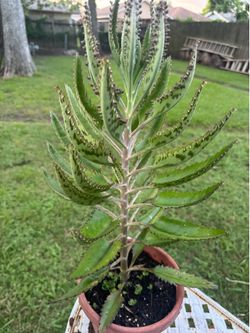 Kalanchoe