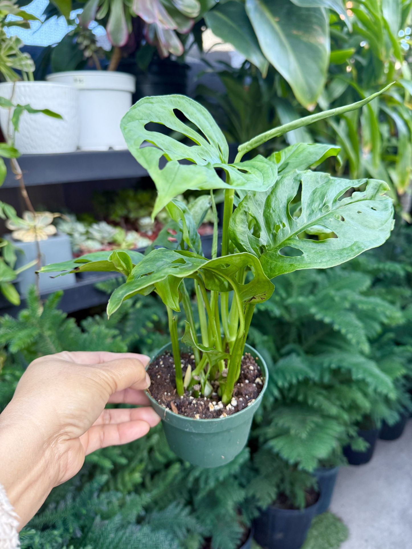 Plants (4”pot🌿Monstera Adansonii “swiss cheese” )