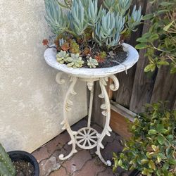 Succulents And Stand 
