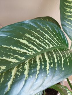 Dieffenbachia, healthy plant