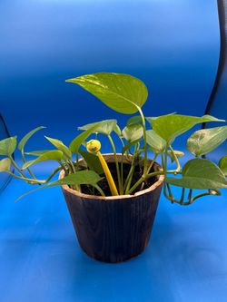 Photos Epipremnum (Ivy) potted