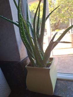 Agave plant with ceramic pot