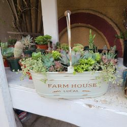 Farm House Succulent Arrangement