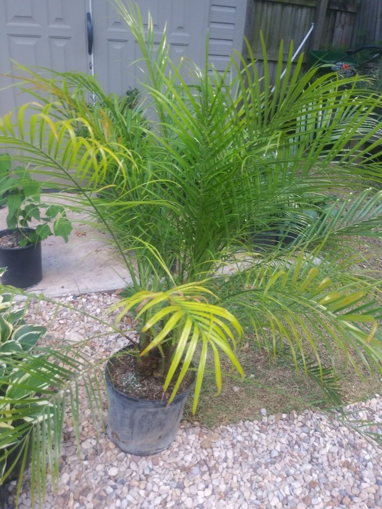 Pygmy Date Palm