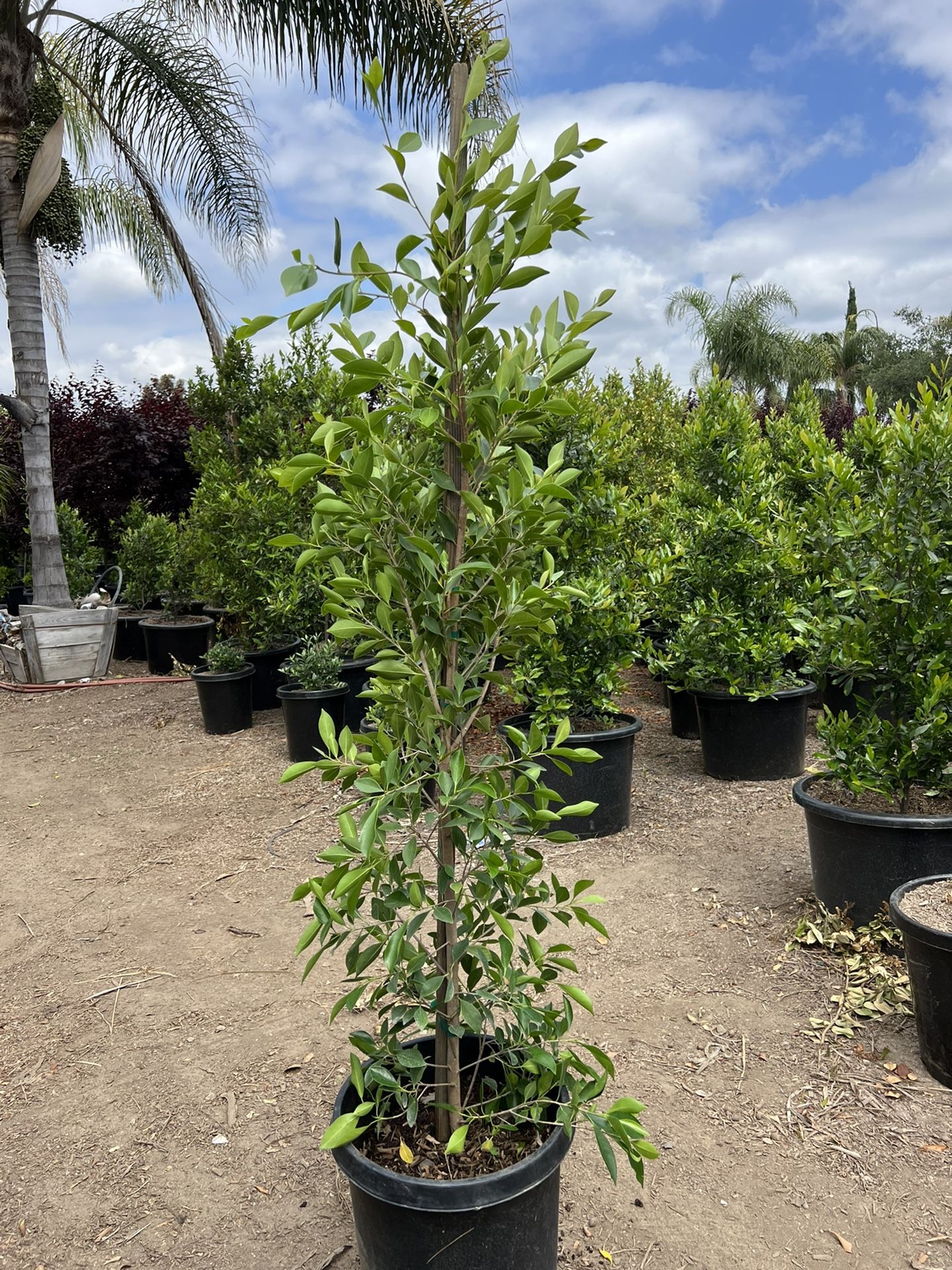 15 Gallon Ficus Nitida