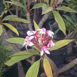 Plumeria Plants Flowers 