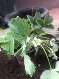 Pineapple/strawberry cross. Pine berries plants