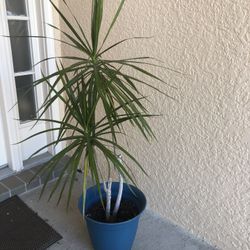 Madagascar Live Dragon plant