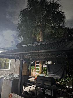 Chinese Fan Palm 14 feet FREE