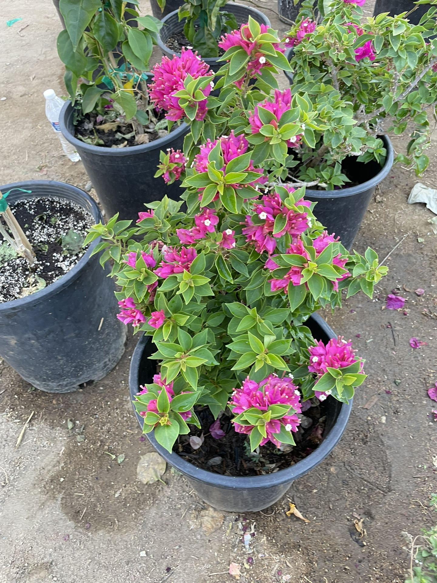 Bougainvillea 5gal
