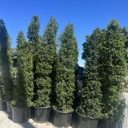 24in Euginia Hedge