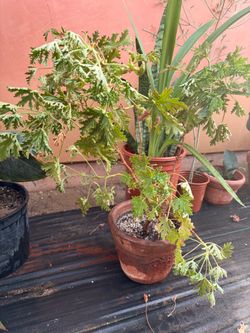 Cintronela plant