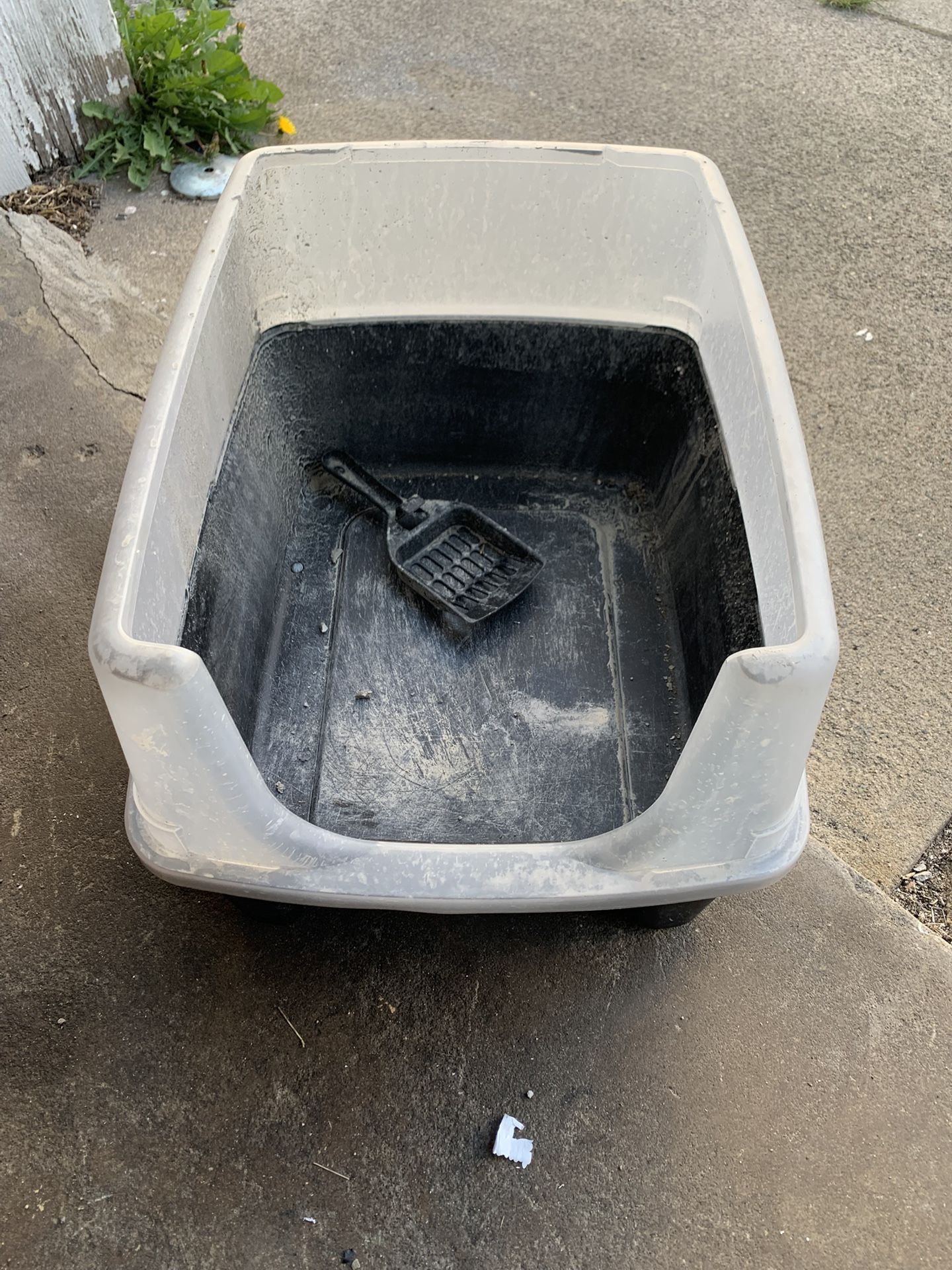 Litter box Cat