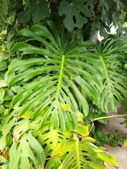 Monstera deliciosa