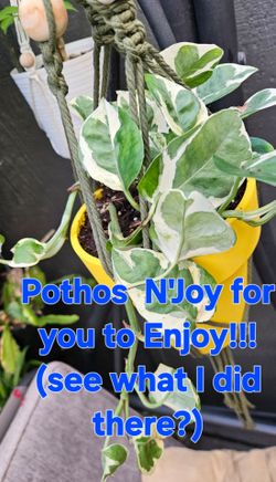 Buy one get the second free. Pothos N'Joy and a free Philodendron neon Queen