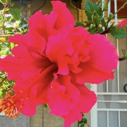 Hibiscus Double Flawer In 5G 3 1/2 The Tall $35 Each Price Firm