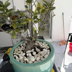 Large Fiscus Bonsai 