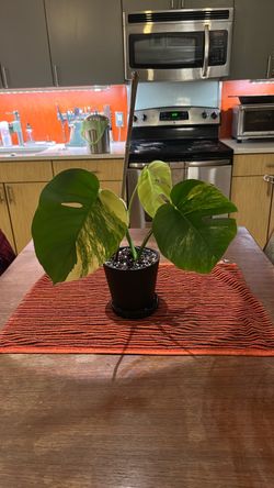 Monstera Deliciosa ‘Aurea’