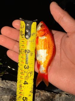 Pair of 4"+ Sarasa Comet Goldfish – Healthy, Active & Outdoor Pond-Raised!