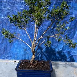 Bonsai Common Myrtle It Will Bear Lots Of White Flowers. Looks Like Snow $60.