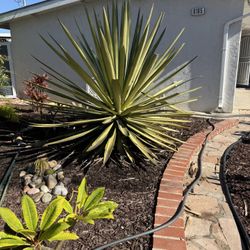 Giant Agave (“Sisal”) - FREE
