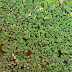 Floating Aquarium Plants