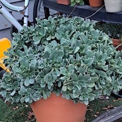 Extra LARGE PLANTER FULL OF SUCCULENTS